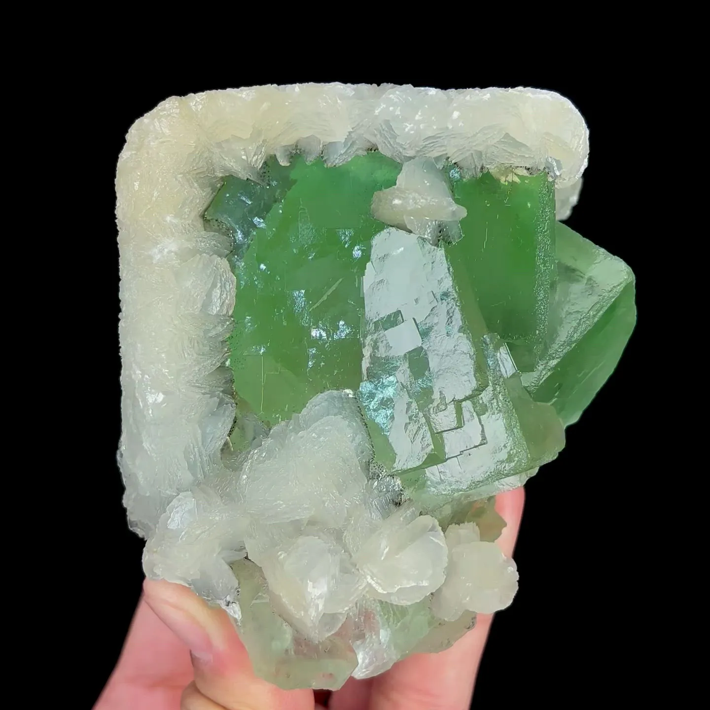 specimen video