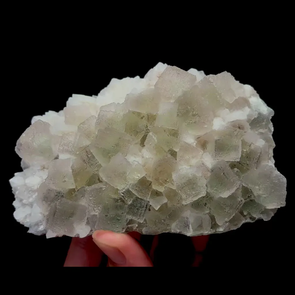 specimen video