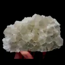 specimen video