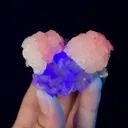 specimen video