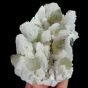 specimen video