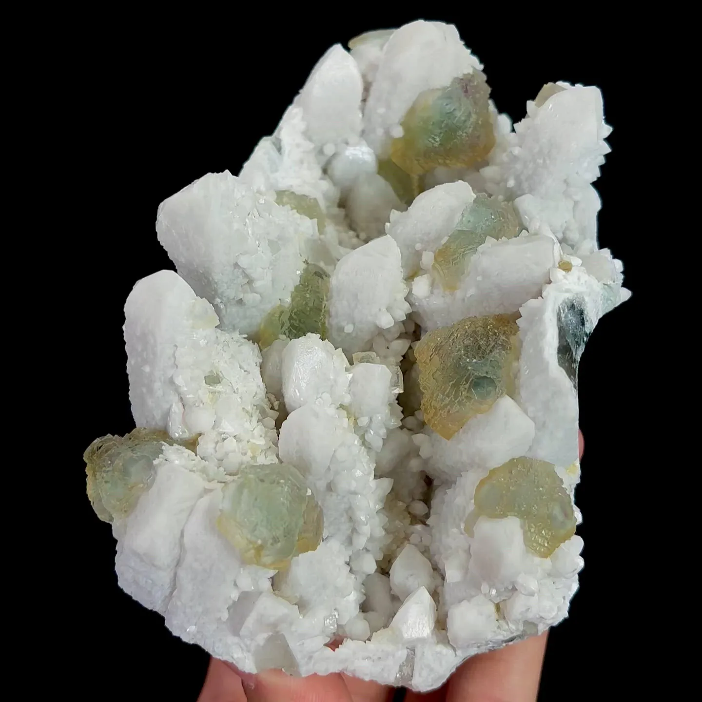 specimen video