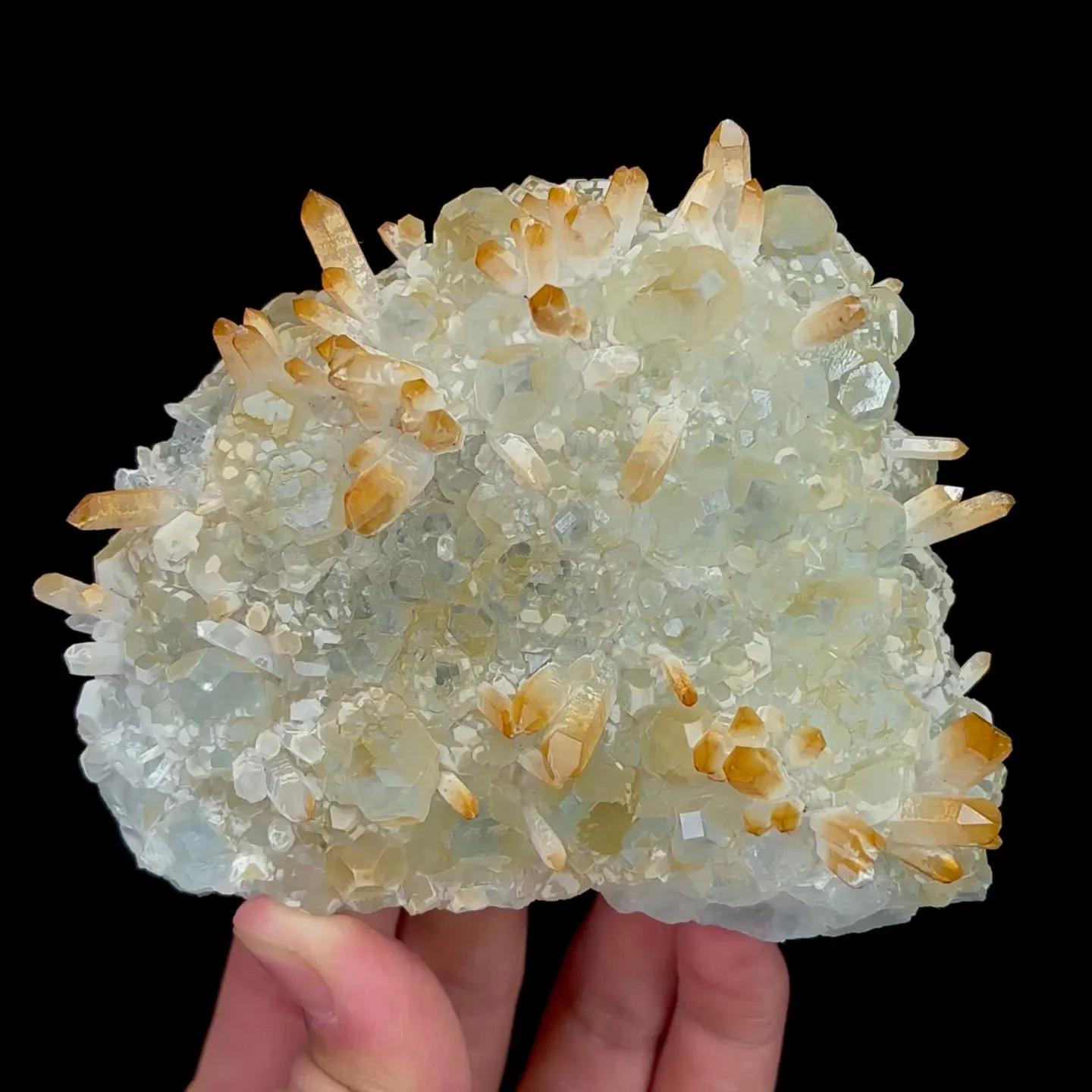 specimen video