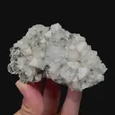 specimen video