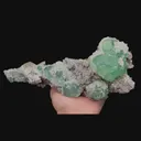 specimen video