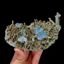 specimen video