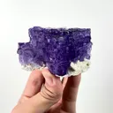 specimen video