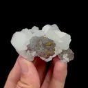 specimen video