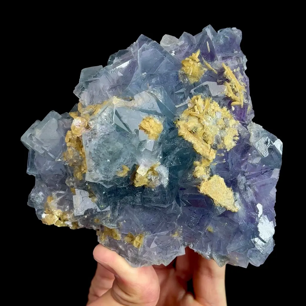 specimen video