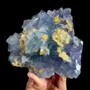specimen video