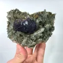 specimen video