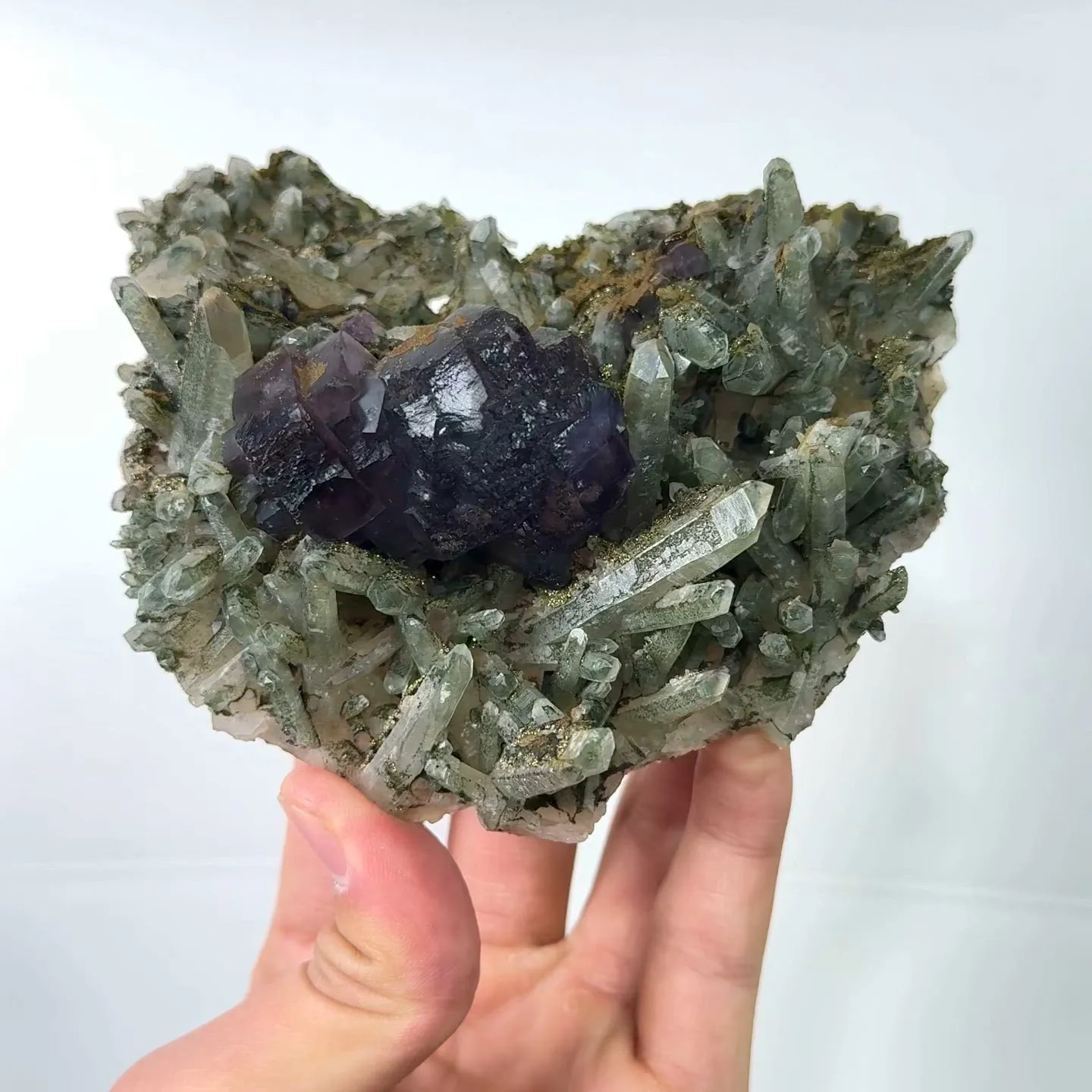 specimen video