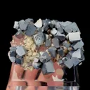 specimen video