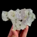 specimen video