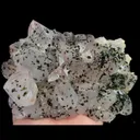 specimen video