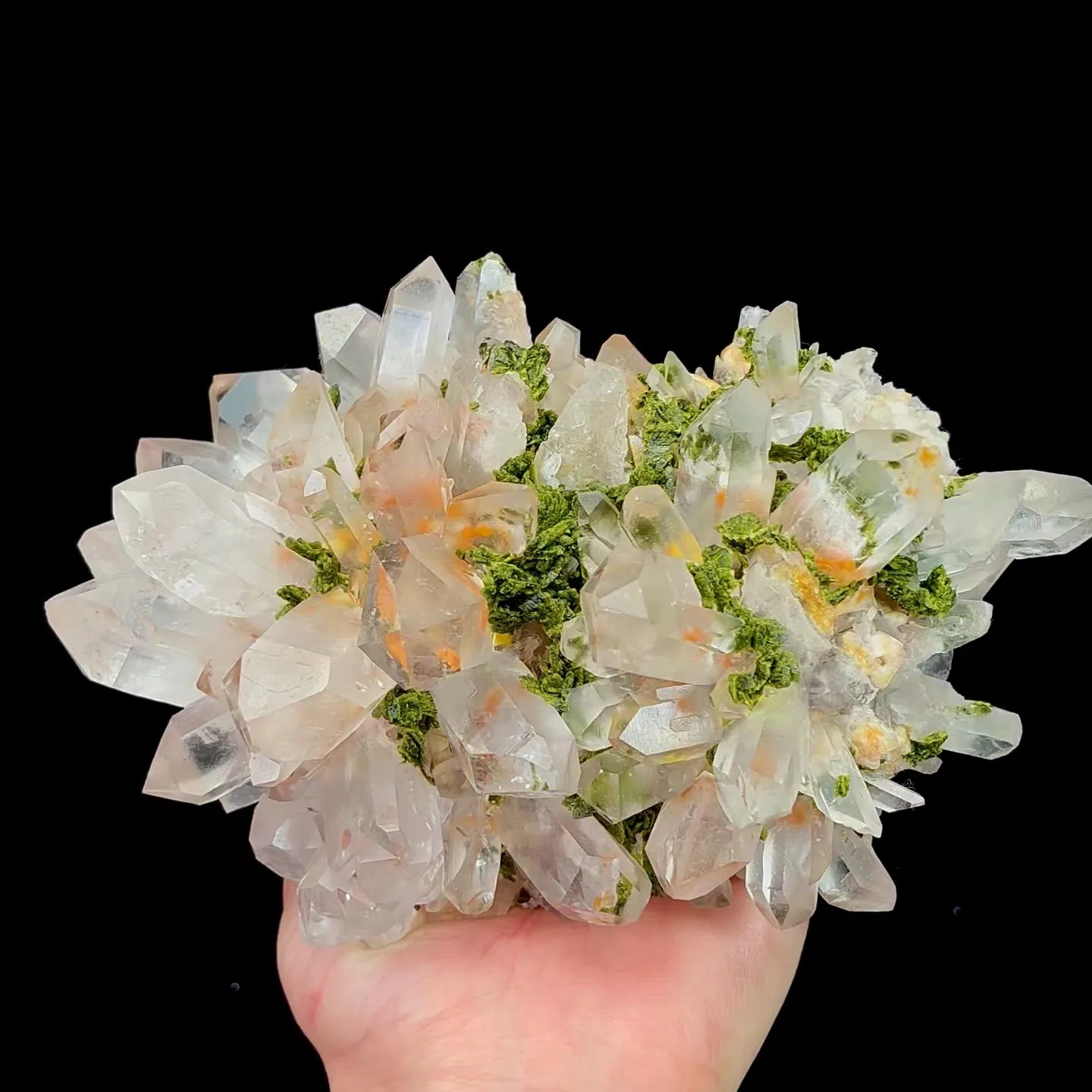specimen video