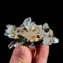 specimen video