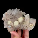 specimen video