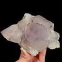 specimen video