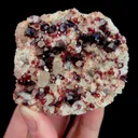 specimen video
