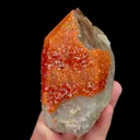 specimen video