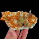 specimen video