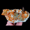 specimen video
