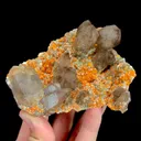 specimen video