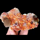 specimen video