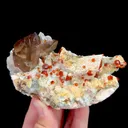 specimen video