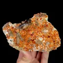 specimen video