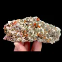specimen video