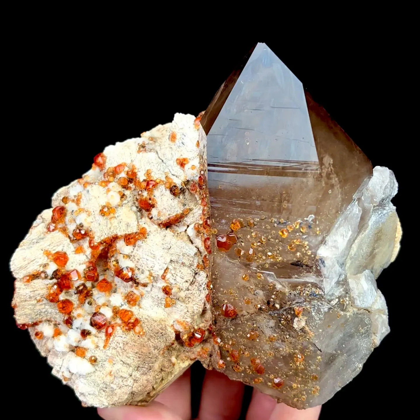 specimen video