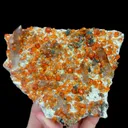 specimen video