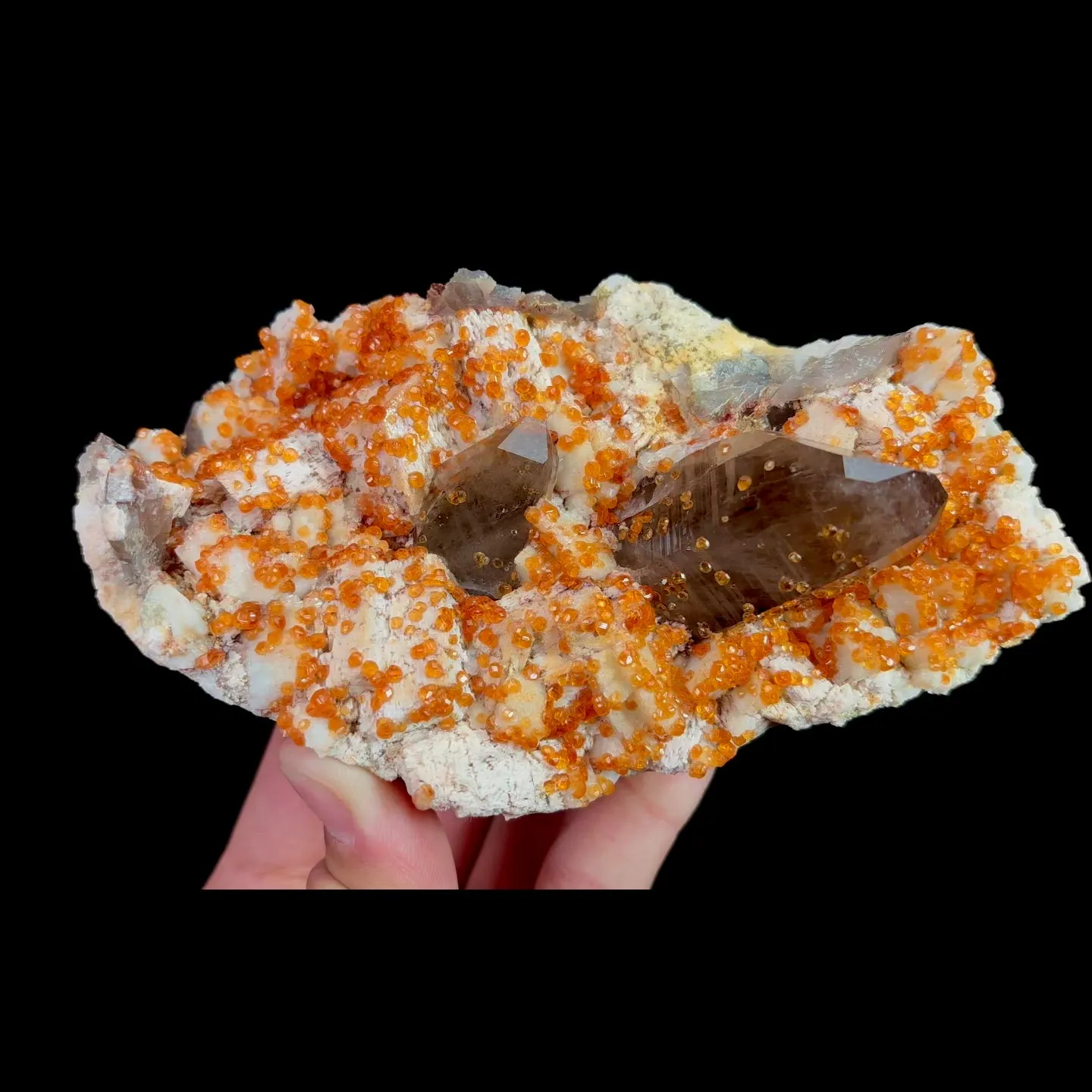 specimen video
