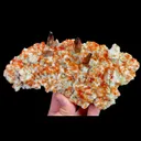 specimen video