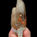 specimen video