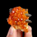 specimen video