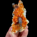 specimen video