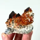 specimen video