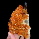 specimen video