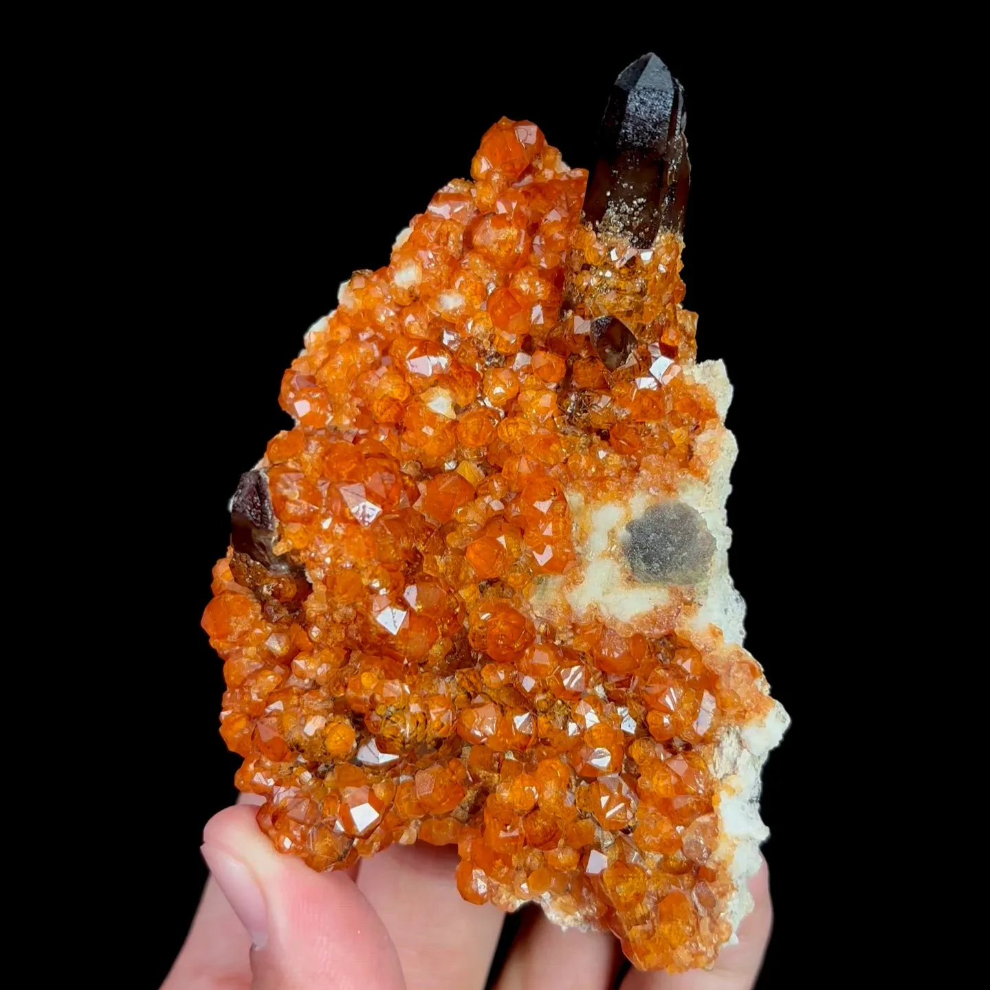 specimen video