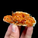 specimen video