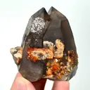 specimen video