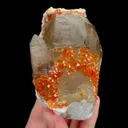 specimen video