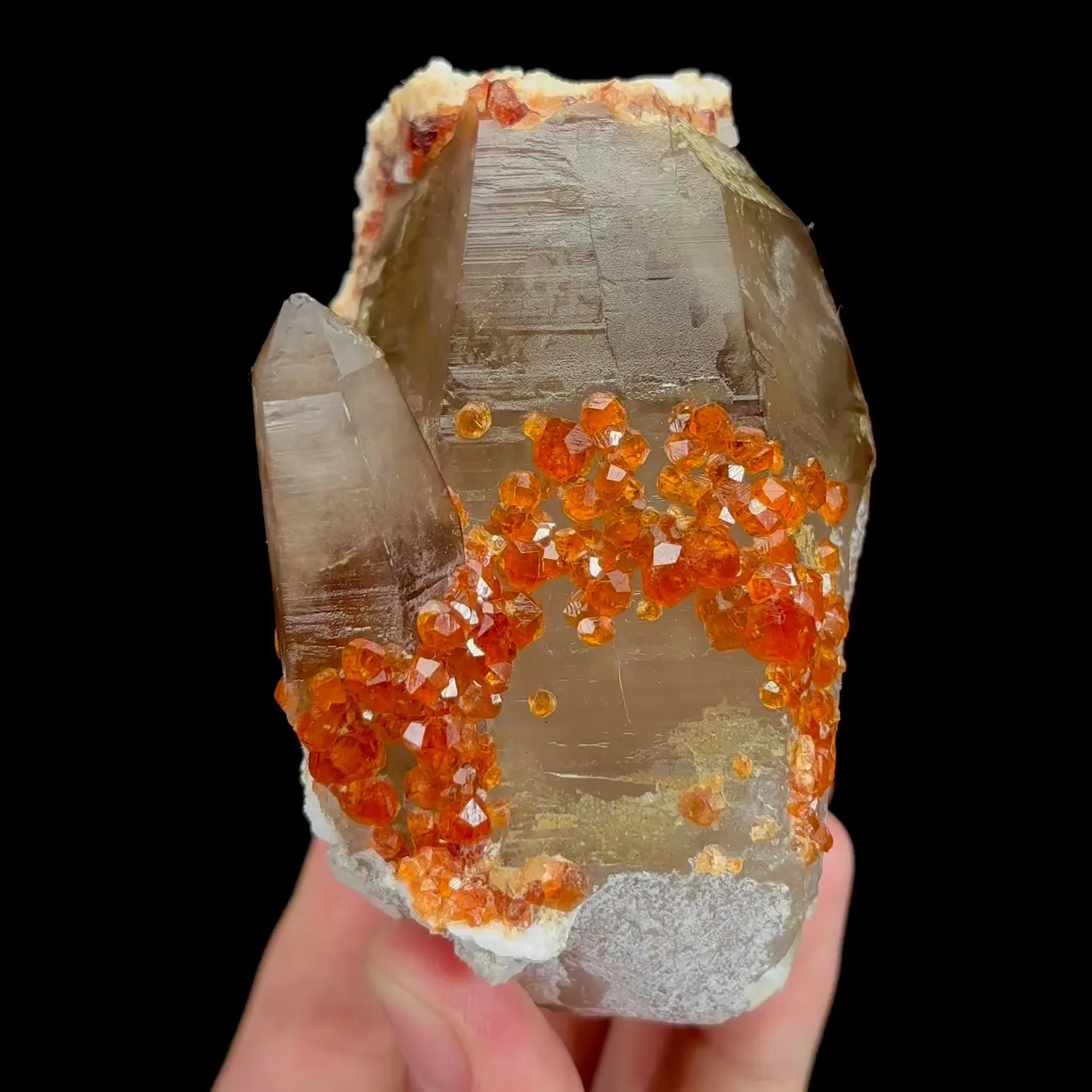 specimen video