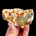 specimen video