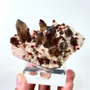 specimen video