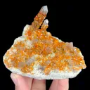 specimen video