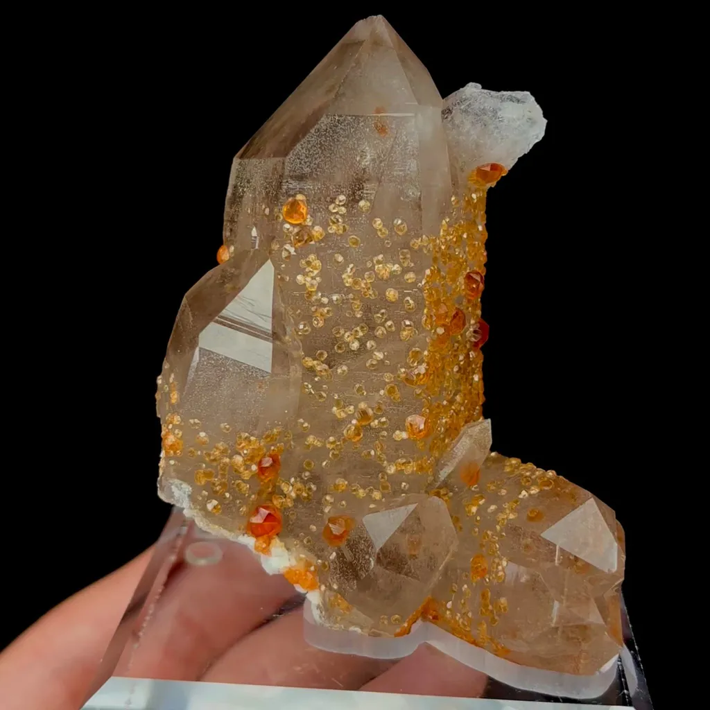specimen video